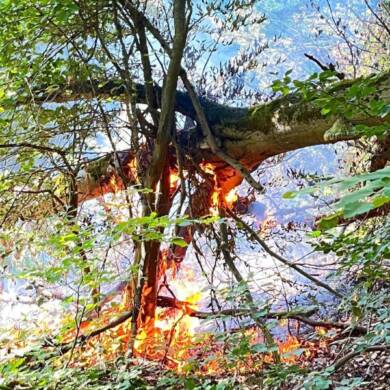 Waldbrand im Nationalpark