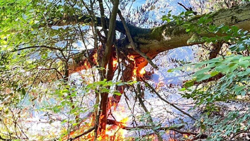 Waldbrand im Nationalpark