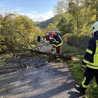 Baum auf Straße